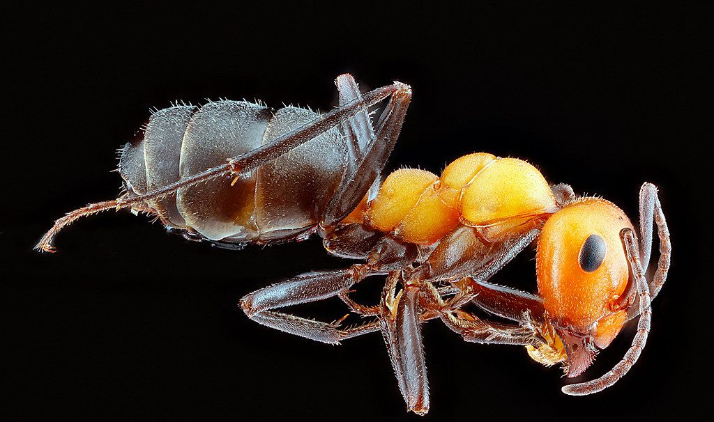 Ant Control service in Columbia, MD