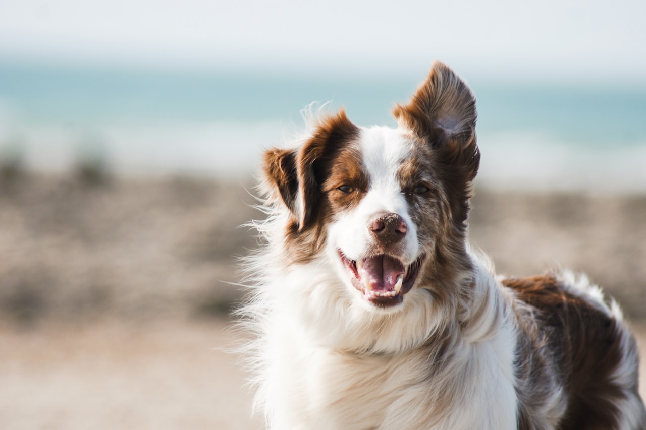 Flea & Tick Control service in Columbia, MD
