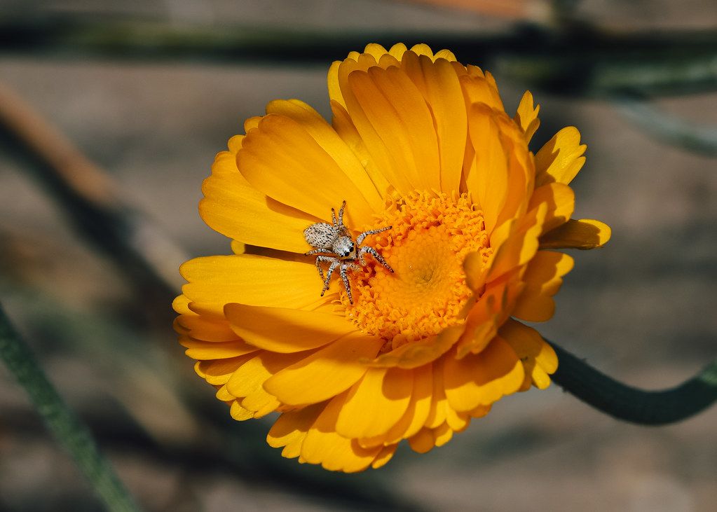 Spider Control service in Columbia, MD